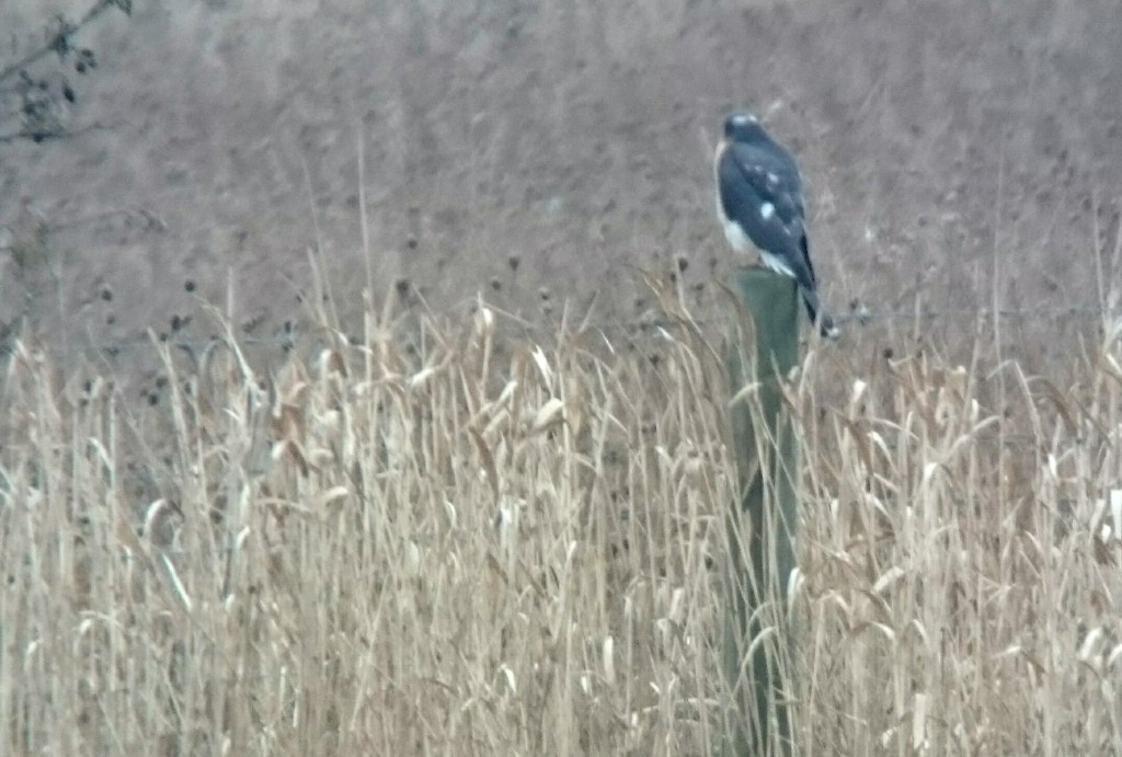 Distant male Sparrowhawk around the Mere.