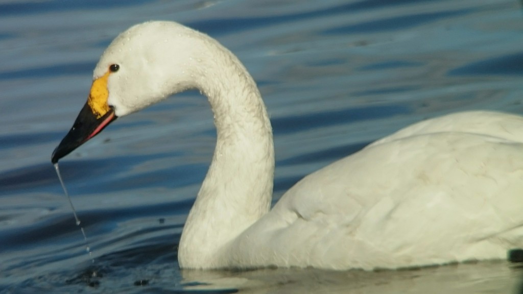 Bewick's Swan close in
