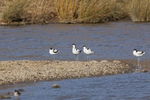 Avocets on new islands