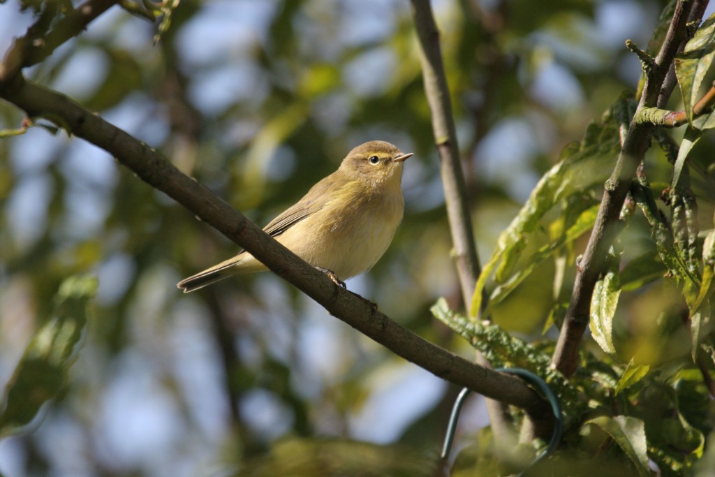 Today's sightings- Chiffchaff singing | WWT