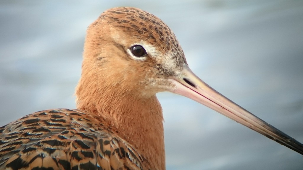 Black-tailed Godwits continuing to show well 