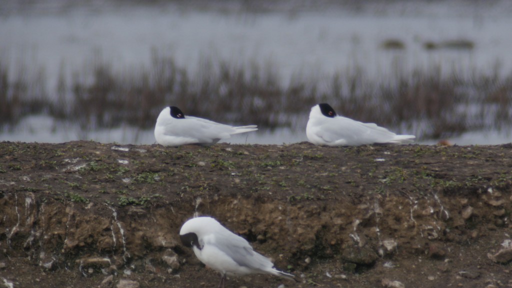 A pair of Mediterranean Gulls on the Mere (T. Disley)