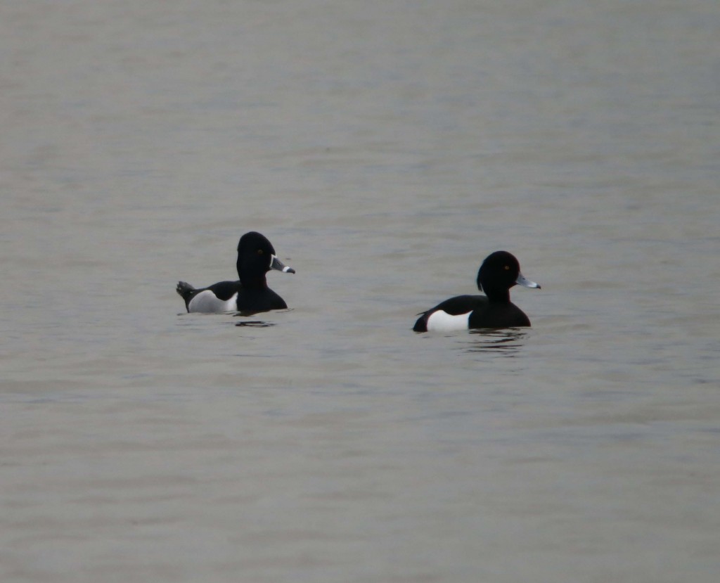The recent Ring-necked Duck (left) in full adult plumage with a Tufted Duck (right) for comparison. Photo by Senior Warden Joe Bilous