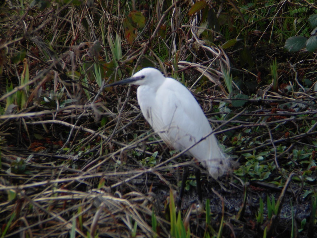 Little Egret from the Kingfisher Hide (Rob Adderley)