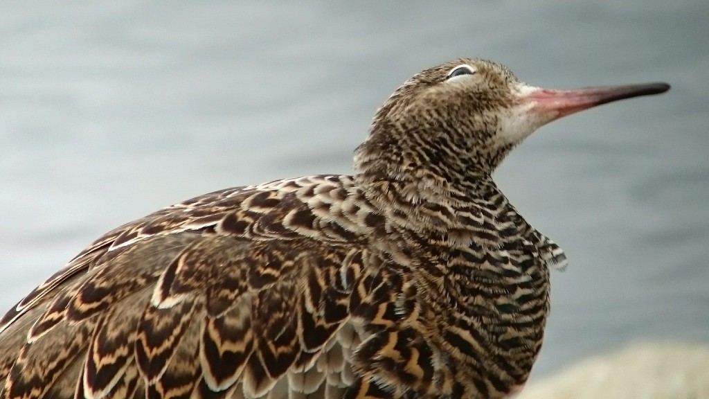 With spring on it's way things are looking up. Including this developing breeding plumage Ruff.