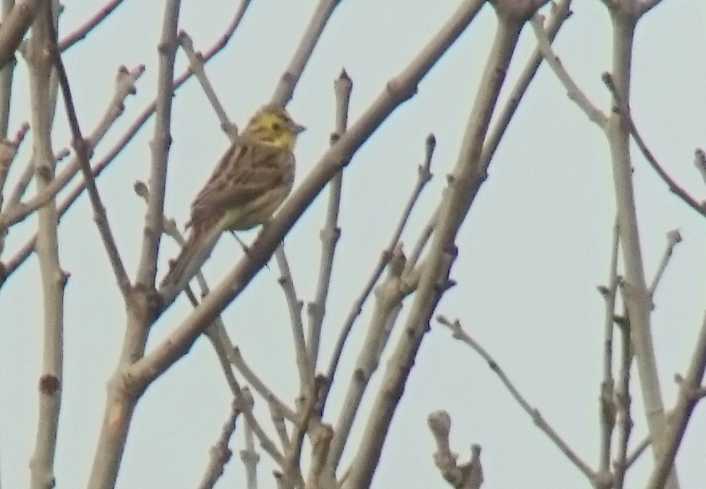 Distant Yellowhammer