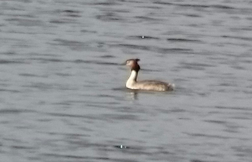 Distant digi-binned Great-crested Grebe