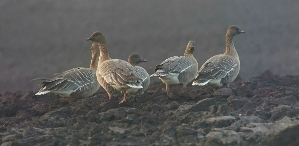 Last of the Pink-footed Geese