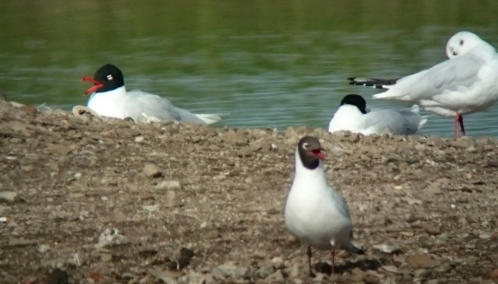  Mediterranean Gull and Black-headed Gull having a 'sing off'