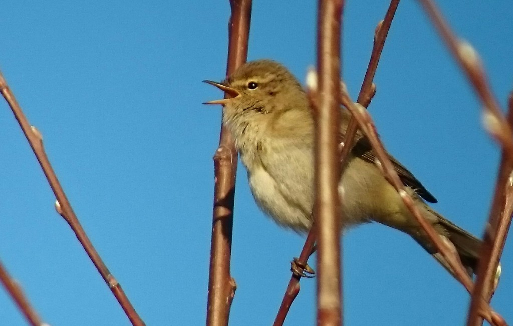 Chiffchaff in song