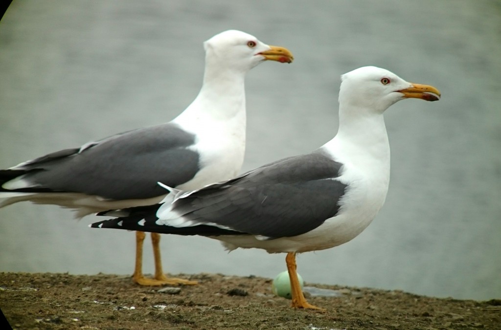 Lesser Black-backed Gulls with a Mallard's egg. 