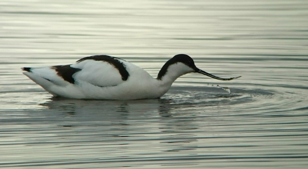 Avocets starting to show well on the Mere