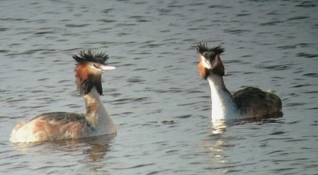 Great-crested Grebes from the Harrier Hide.