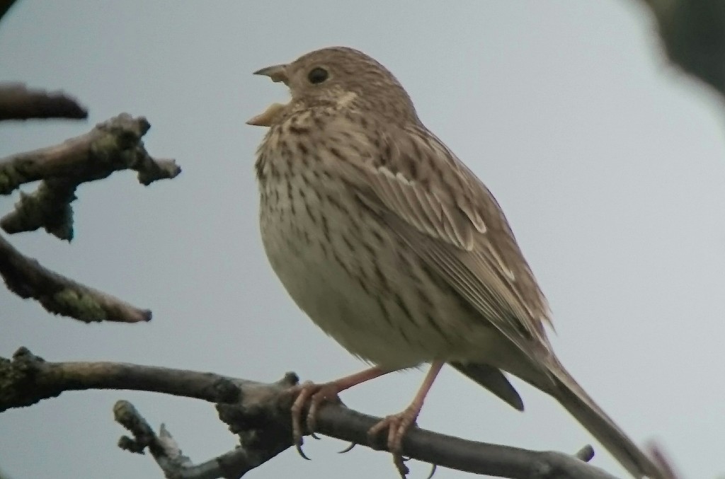 Corn Bunting in song