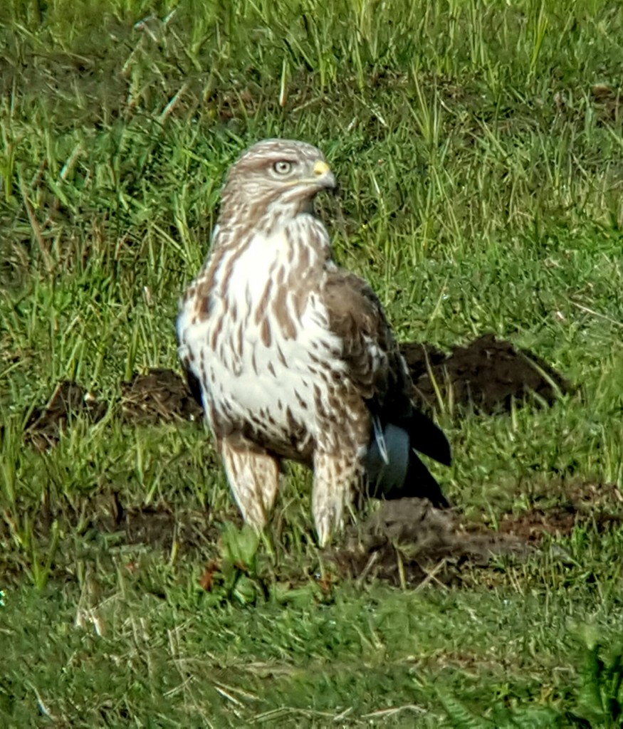 Common Buzzard eating worms from a mole hill