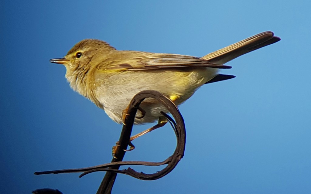 Willow Warbler in song