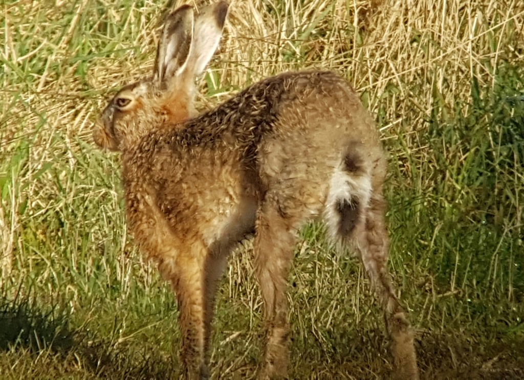 Brown Hare having an early morning stretch