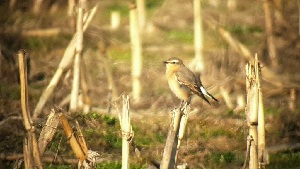 Female Wheatear. One of at least 10 present this morning