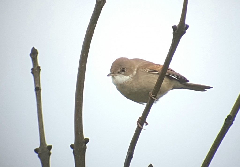 Whitethroat on the Long Hedge