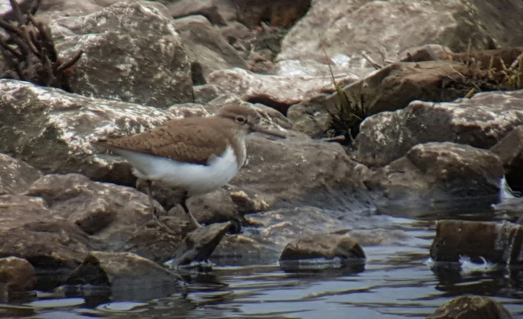 One of the five Common Sandpiper today