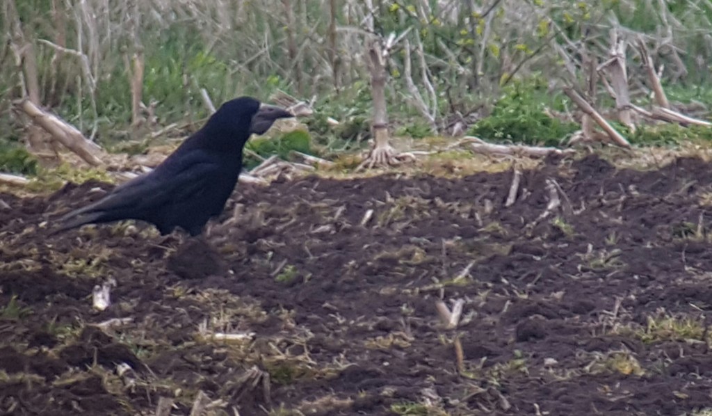Rook. Surprisingly uncommon within the reserve boundaries 