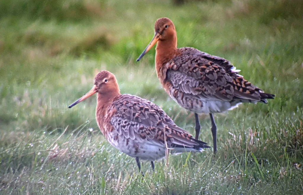 Black-tailed Godwits feeding on Plover Field