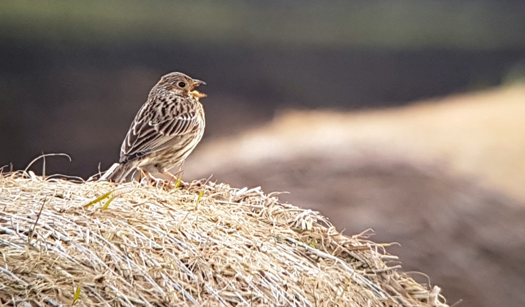 Corn Bunting opposite the reserve this morning