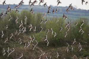 Black-Tailed Godwits Millennium Wetlands, Cr. Rob Werran