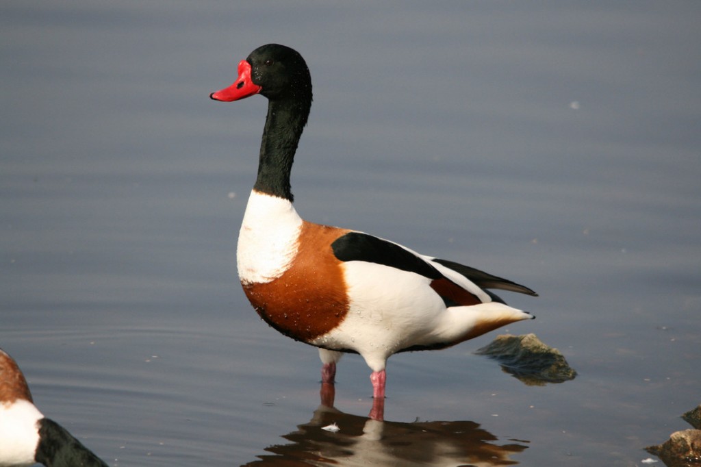 Common Shelduck by Joe Connolly