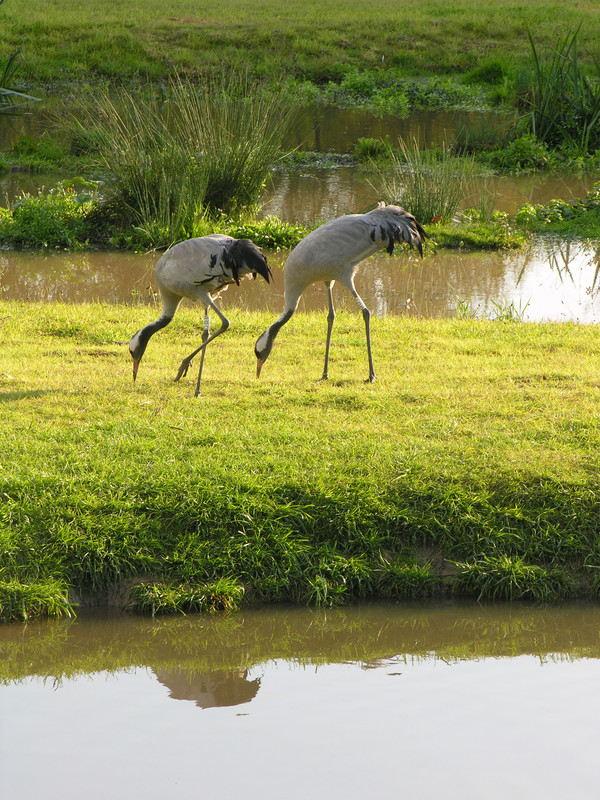 Two cranes foraging. Nov 2005. (Archive Picture) 