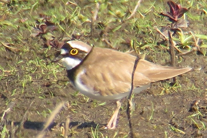 Little Ringed Plover