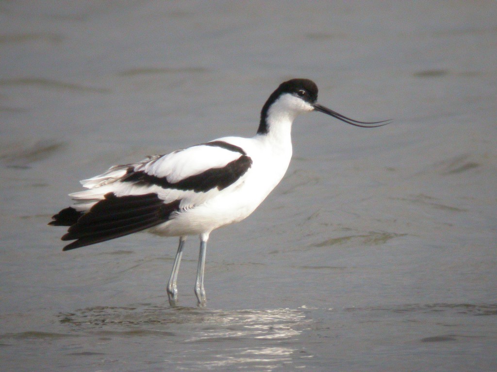 Pied Avocet at Slimbridge by James Lees. (Archive Picture)