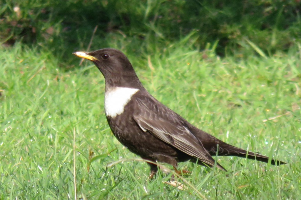 Ring Ouzel at LWC by Mike Caiden