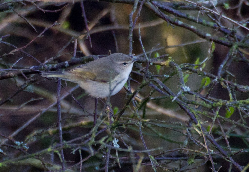 Siberian Chiffchaff - picture of the 2014 bird. 