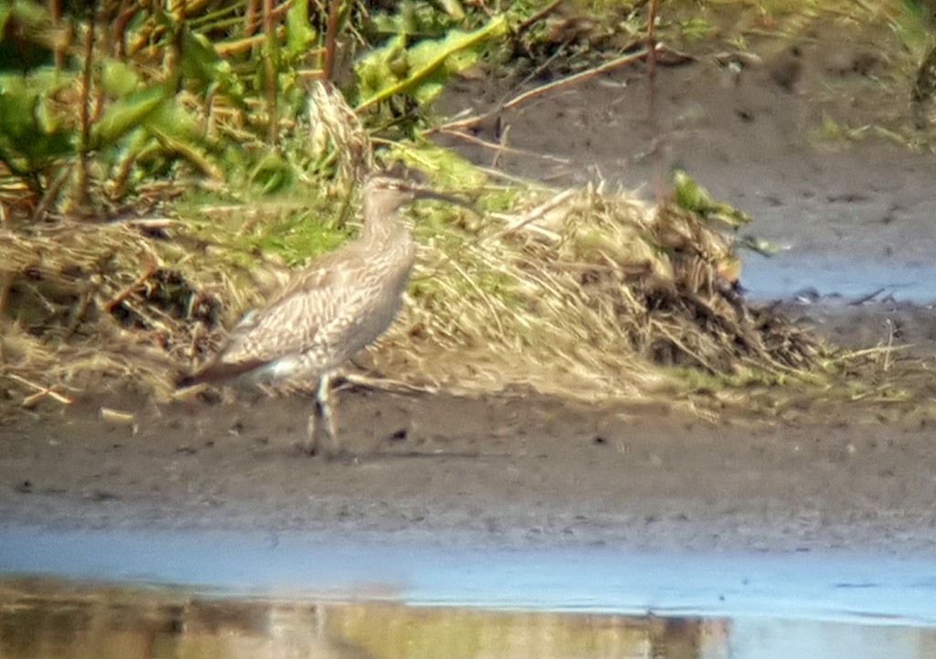 Whimbrel on Sunley's Marsh