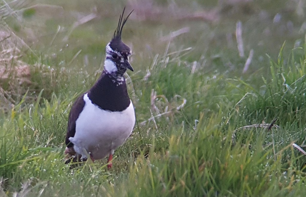 Breeding Lapwing