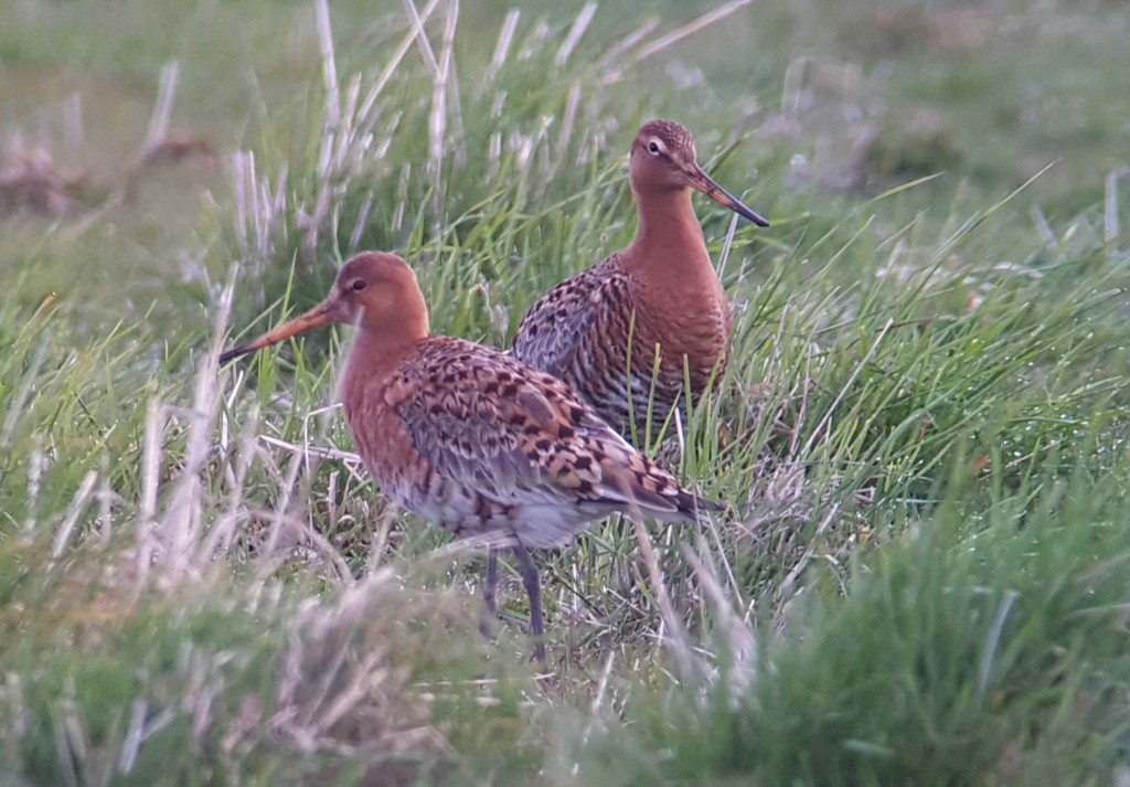  Black-tailed Godwits looking great as usual!