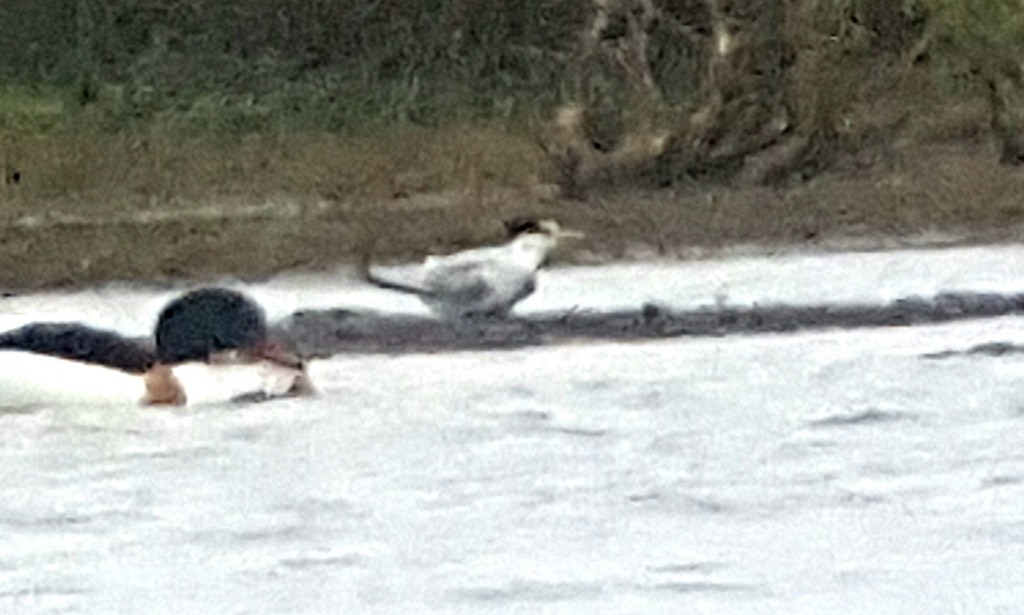 Little Tern at about 500m