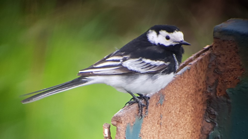 Pied Wagtail from the United Utilities Hide