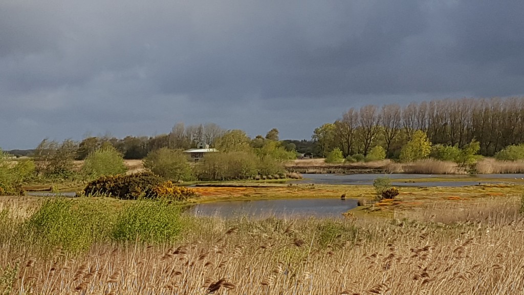 The Harrier Hide in the distance looking from one of the viewing platforms on the Reed Bed Walk