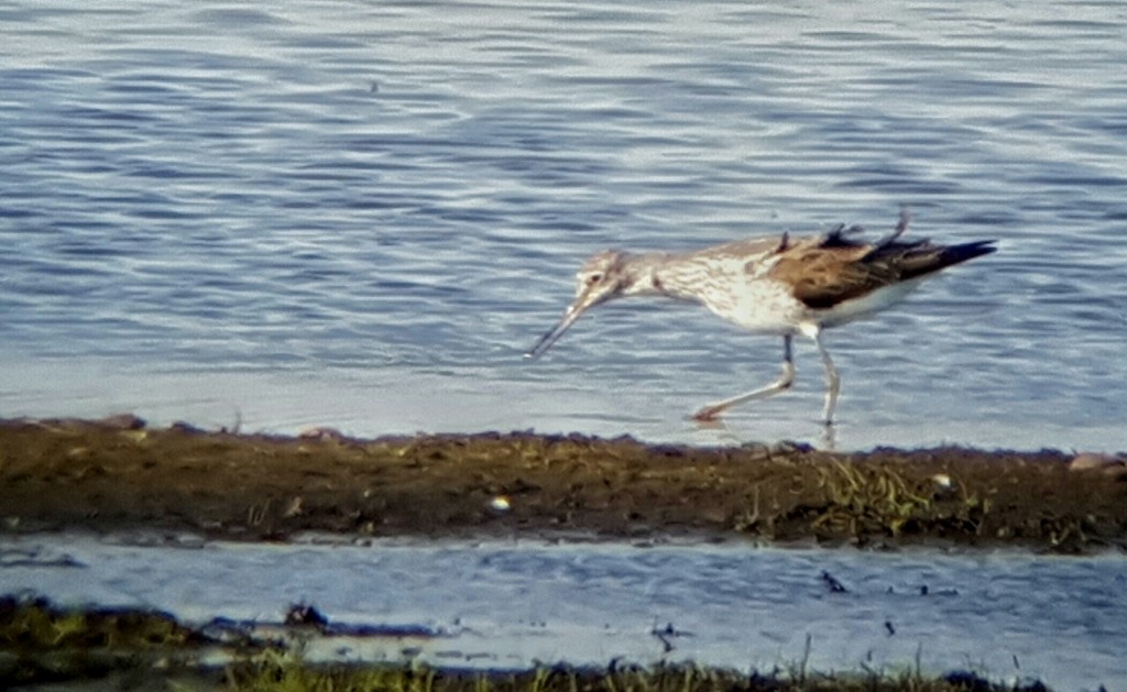 Greenshank on Woodend Marsh