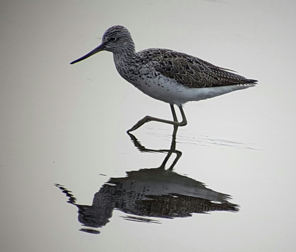 One of four Greenshank this morning