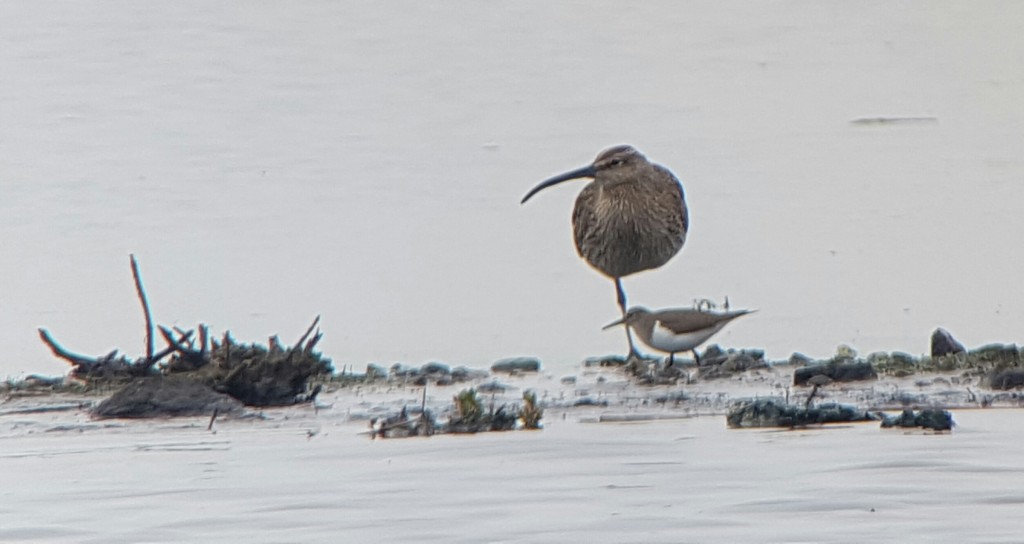 Whimbrel and Common Sandpiper wondering when the Black Terns are going to show up.