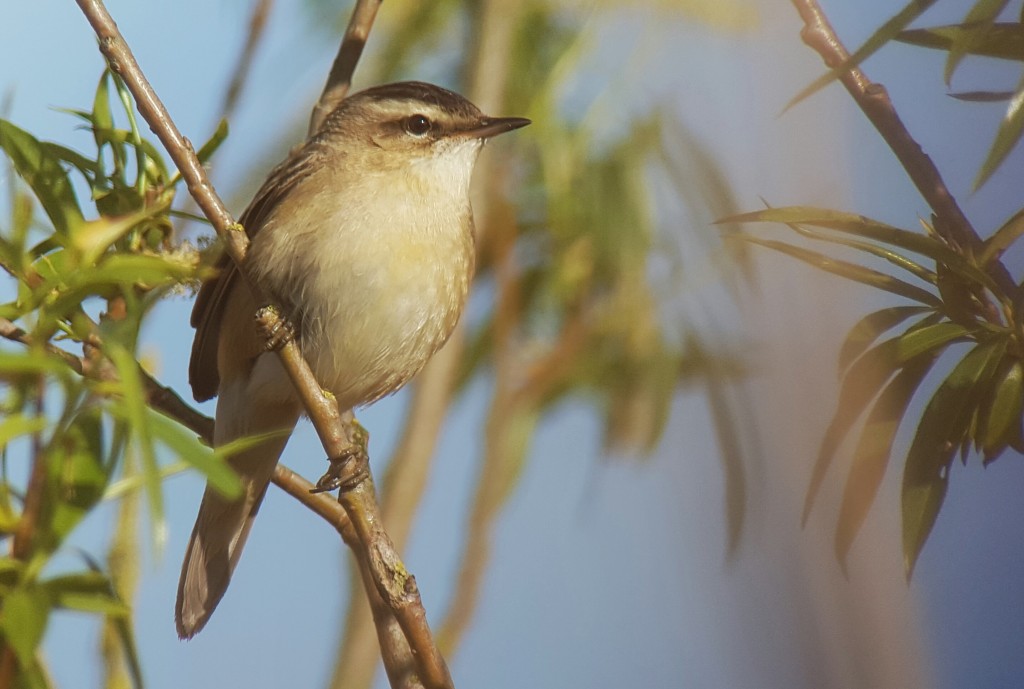 Sedge warbler on the Reed Bed Walk
