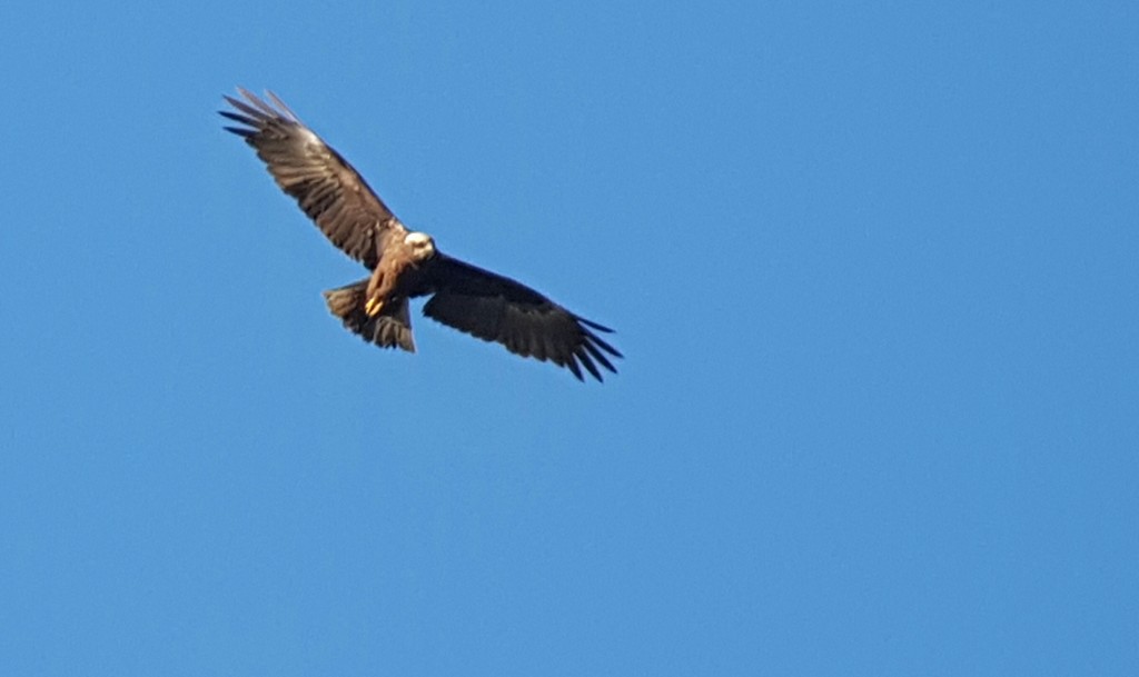 One of two Marsh Harrier present today