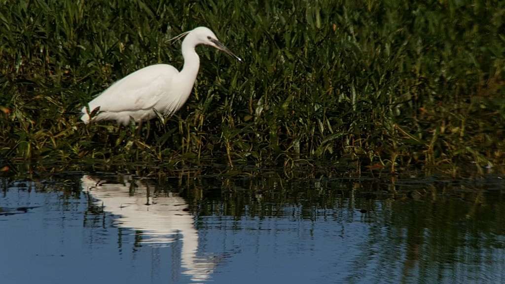 Little Egret in front of the United Utilities Hide