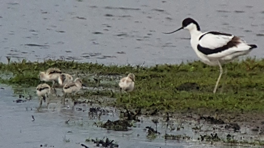 One of a couple of Avocet with 5 chicks