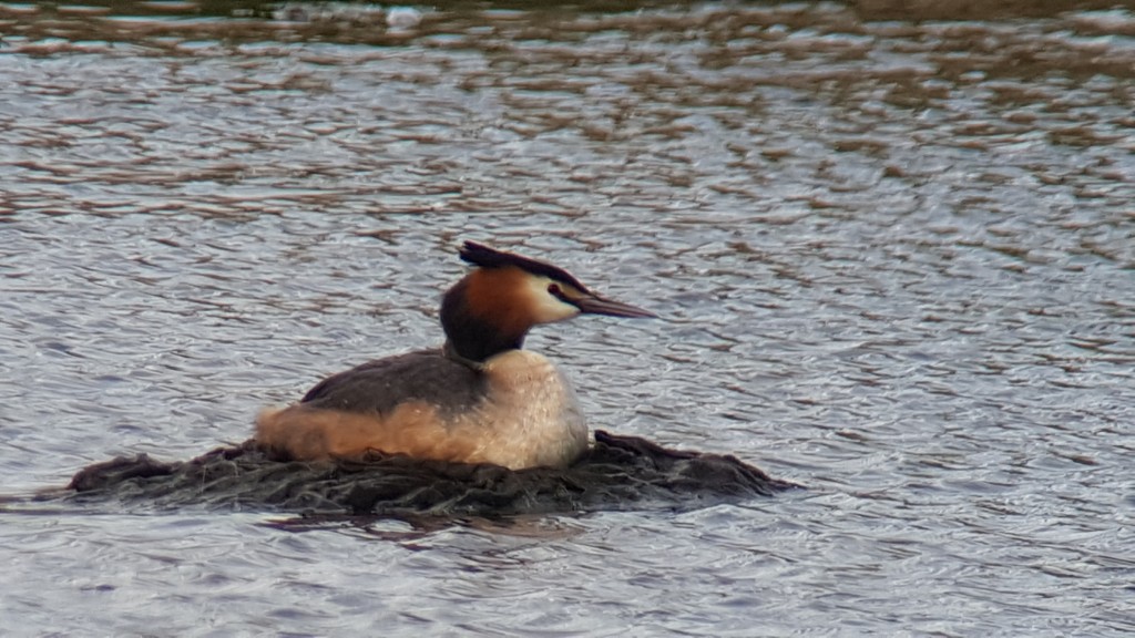 Great-crested Grebe showing well on it's newly constructed nest.
