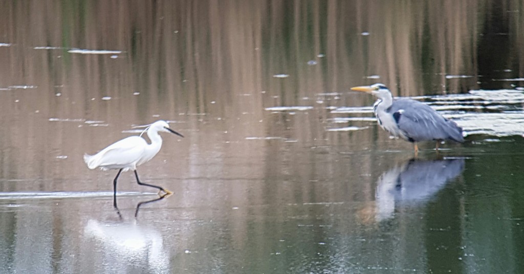 Little Egret and Grey Heron from the Harrier Hide