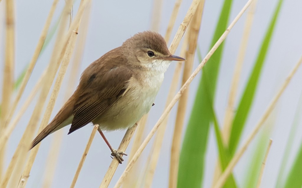 'phonescoped' Reed Warbler from the Harrier Hide